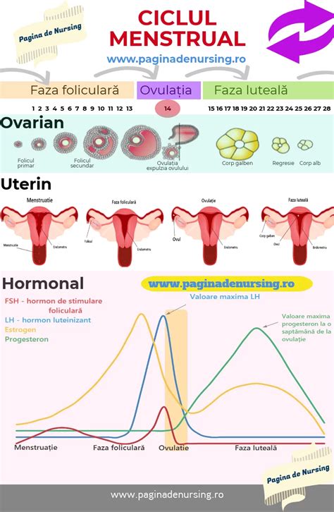 varicele pelvine și ciclul menstrual